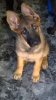 hope and crushs puppy 2016.jpg