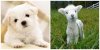 puppy vs lamb.jpg
