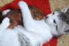 cat-squirrel2.jpg