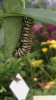 epcot fg caterpillar.jpg