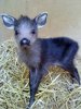 baby moose.jpg