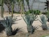 cabo6.jpg