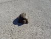 rotad turtle.jpg