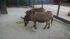 akk donkeys.jpg