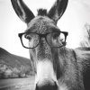 smart_ass_0.jpg