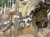 ak dino.JPG