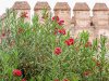 Alhambraflowers.jpg
