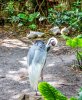 WDWwhitebird.jpg