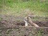 SDprairiedog.jpg