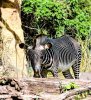WDW.AKzebra.jpg