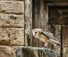 WDW.barnowl.jpg