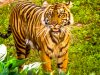WDW.AKtiger.jpg
