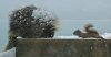 porcupine-and-red-squirrel-at-bird-feeder_595.jpg
