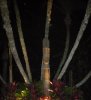 DSCN6311.JPG