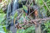WDW_AK_Oasis14.jpg
