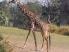 AK giraffe 2.JPG