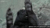 honey-badger-dance-o.gif