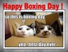 Happy-Boxing-Day-Funny-Cats-Meme.jpg