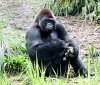 WDW_blackgorilla.jpg