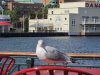 IMG_0660.JPG