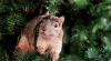squirrel.gif