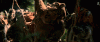 ewoks yay.gif