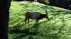 Antelope.jpg