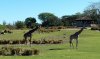 Giraffe.jpg