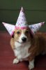 Corgi BD.jpg