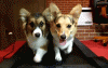 6a00d8341bfd0953ef0148c793026c970c.gif