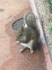 squirrel.jpg