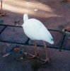 bird (Small).jpg