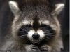 racoon.jpg