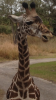 IMG_1353.PNG