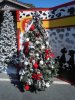 DS 101 Dalmation tree.JPG