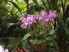 Epcot flower 14.JPG