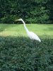 bird.jpg
