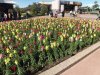 Epcot 9.JPG