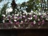Epcot flowers 11.JPG
