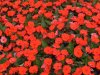 DSCN9464.JPG