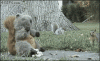 squirrel mafia.gif