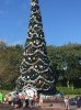 Christmas tree.jpg