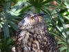 owl.jpg