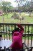 giraffe balcony view.jpg