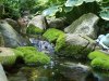 moss.jpg