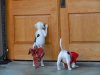 DHS-decorated puppies.jpg