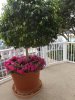 Beach Club flowers.JPG