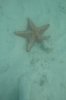 starfish 2014 0339 P1040227 1500.jpg