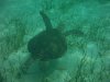 Sea Turtle.JPG