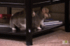 anigif_enhanced-buzz-25017-1386098965-9.gif